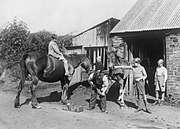 blacksmith filing a horse's hoof while several evacuee boys and another horse look on in 1940