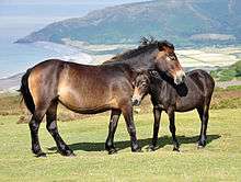 Picture of two Exmoor ponies