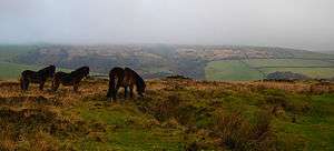 Three small brown horses on grassy area of Exmoor. In the distance are hills.