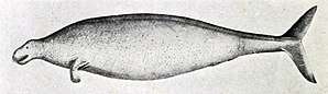 An oblong body with a small head, a hand with no visible fingers similar to a dolphin fin but pointed downward, and a tail fluke in the vertical position similar to a fish