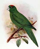 A green parrot with a red forehead