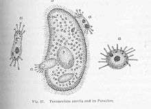 Drawing of Paramecium aurelia and its parasites