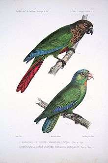 A green parrot with blue-tipped wings. Males have a red tail and underside with a brown head and neck