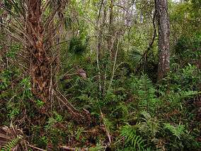 Undergrowth in the Fakahatchee Strand State Preserve