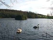Serene lake with two swans and islet with woods in background