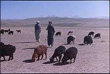 Fat-tailed sheep in Afghanistan