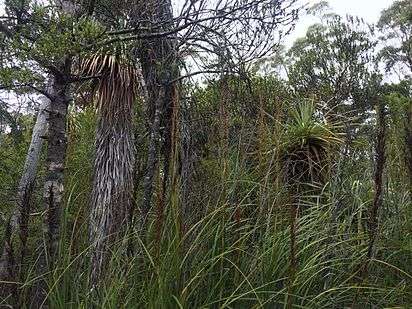 Cutting grass of Southern Tasmania (Photography by Jainee Bhalodi-UTAS)