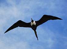 A large bird, dark except for a white breast and with gull wings and a long tail, soars overhead