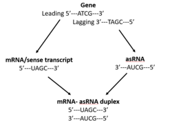 This figure demonstrates an antisense RNA is complementary to its sense transcript.