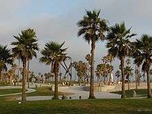 A picture of a Venice Boardwalk beach, which features a skateboard bowl and several planted palm trees.