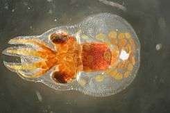 A microscopic view of a small round-bodied transparent animal with very short arms