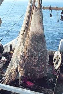 Photo of net filled with thousands of fish suspended from boom aboard trawler