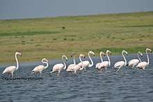 Flamingos-in-Bhigwan
