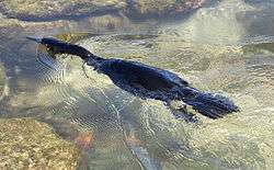 A flightless cormorant swims at the water's surface using just it's hind limbs.