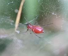 Red spider dangling from a web