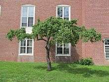 A tree growing in front of a brick building