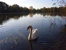 Swan on Loddon Nature Reserve lake