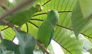 A green parrot with blue wings