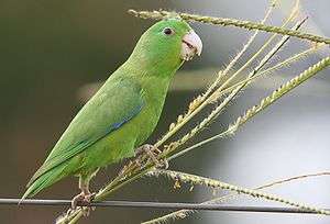 A green parrot with blue-tipped wings