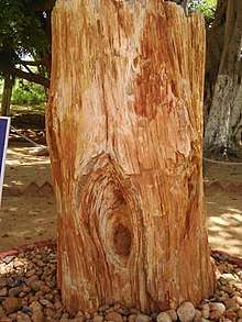 A wooden tree stump