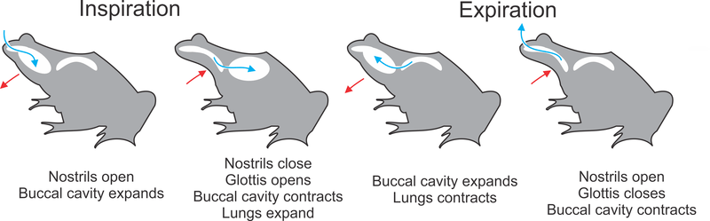 The stages of four-stroke buccal pumping