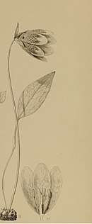 Illustration of Fritillaria davidii