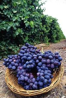 Fresh purple grapes