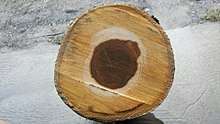 Round piece of wood showing cross-section