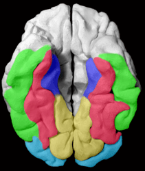 The Fusiform gyrus and all gyri adjacent to it, displayed on a 3D-printed brain of a healthy adult. As we view the brain from below, the right hemisphere is on the left side of the image