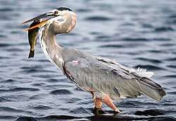 A Great Blue Heron with tall legs immersed partially in water, standing with its prey in beak.