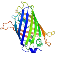 A ribbon diagram of green fluorescent protein resembling barrel structure.