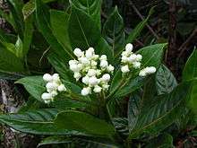 Close-up of a shrub with white flower buds