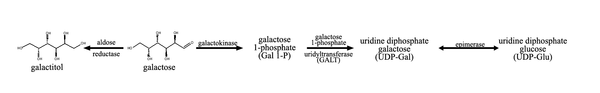 Normal metabolic pathway for galactose in humans.