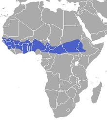 Saharan/Subsaharan border of Africa