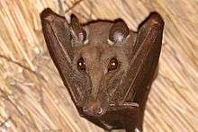 A brown bat with a large snout