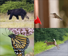 Four image composite of a black bear walking on grass, a hummingbird hovering in front of a red plastic flower, a butterfly hanging upside down from pink flowers, and a deer with white spots and tail leaping from a road to grass.