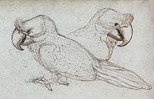 Sketch of two broad-billed parrots