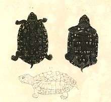 Geoclemys hamiltonii (Black pond turtle)