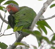 Green parrot with rose cheeks and brow