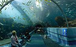 Photo looking upward through 15 feet (4.6&nbsp;m)-diameter glass tube into a fish-filled aquarium