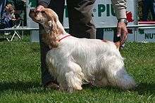 A mostly white-colored dog with long hair and an orange-colored face. A person is holding its head and tail into the correct position for showing at a dog conformation show