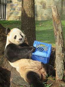 Panda in recline holding a blue milk crate