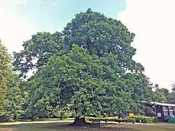 Gilwell Oak
