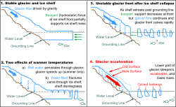 Four figures showing 1) how the buoyancy of an ice shelf supports the descending glacier, slowing its motion, 2) how warmer temperatures reduce the mass of the ice shelf and provide more meltwater to lubricate the glacier, causing it to move faster, 3) how a missing ice shelf leads to more rapid glacier motion and rapid calving into the sea, and 4) how this leads to a thinner glacier with a steeper surface which moves even faster