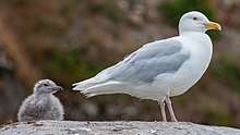 Glaucous gull with chick