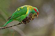 Green parrot with yellow spots on its back and a red stripe across the eyes