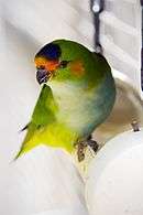 Green parrot with orange brow and cheeks, purple crown, and yellow tail