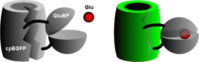 iGluSnFR binds to glutamate, becomes fluorescent.