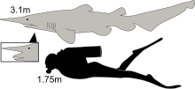 Diagram showing a goblin and scuba diver from the side: the shark is not quite twice as long as the human