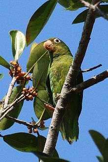 A green parrot with a red forehead, yellow shoulders, and white eye-spots